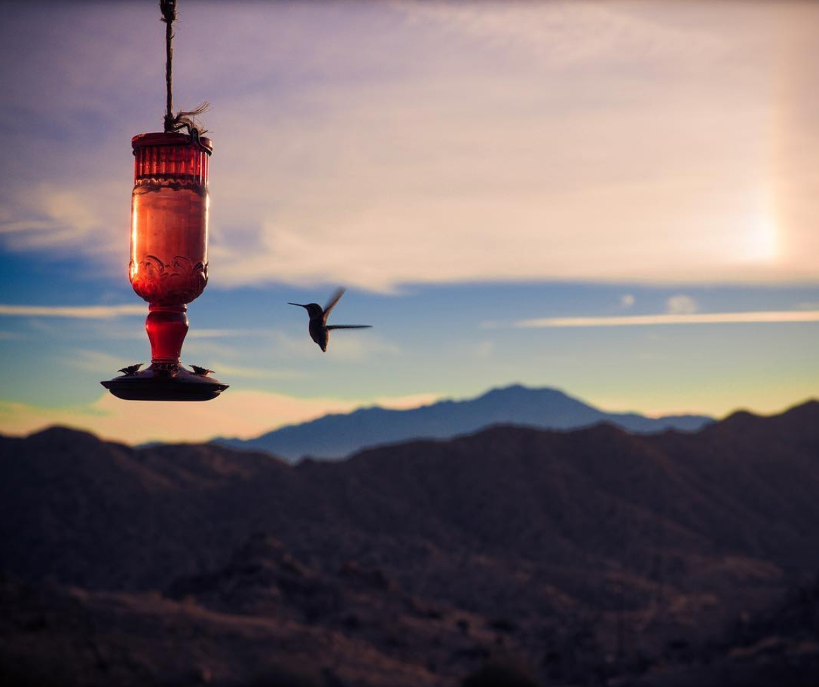 A hummingbird against a desert sunset at ESCAPE